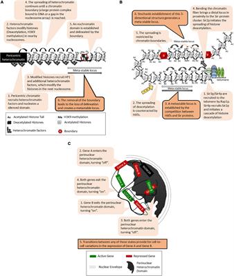 Variation, Variegation and Heritable Gene Repression in S. cerevisiae